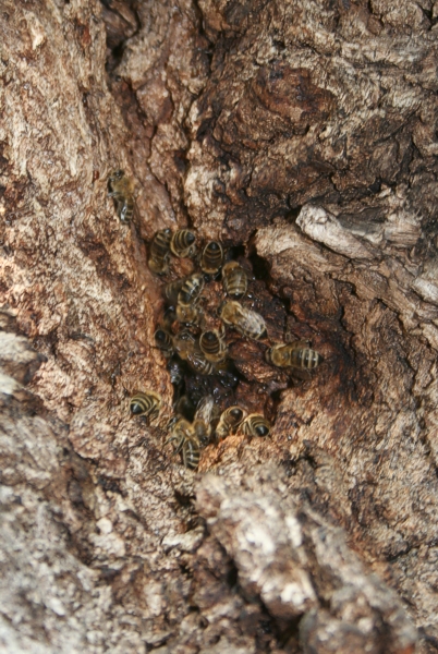 Bienenvolk in einem Stra�enbaum